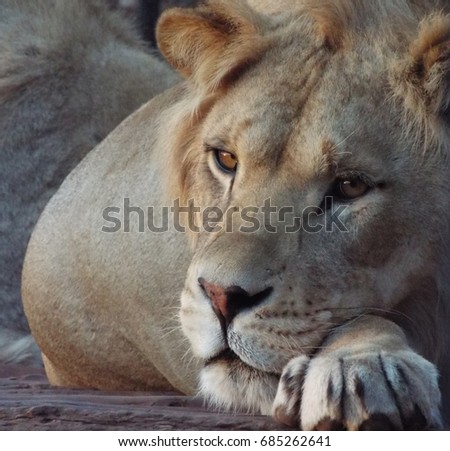 Lioness Atlas Morocco