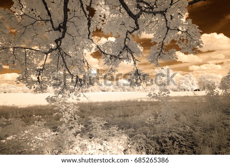 infrared camera image. colored. skyscape through trees and leaves in forest. view from below