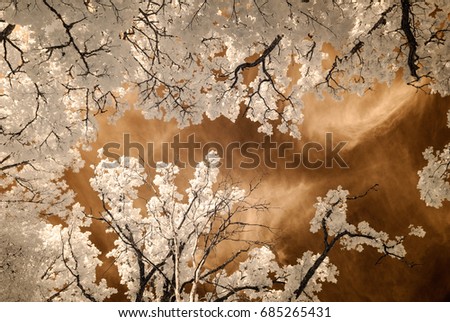 infrared camera image. colored. skyscape through trees and leaves in forest. view from below