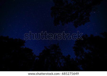 Starry sky through the silhouettes of trees
