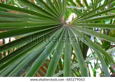 green palm leaf in detail as a background