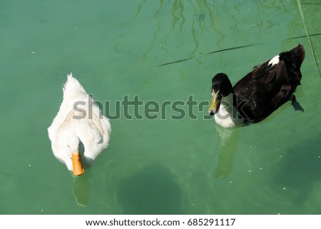 Ducks in the pond summer