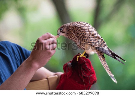 Young falcon with his trainer