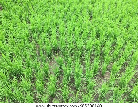 Green rice in the field.