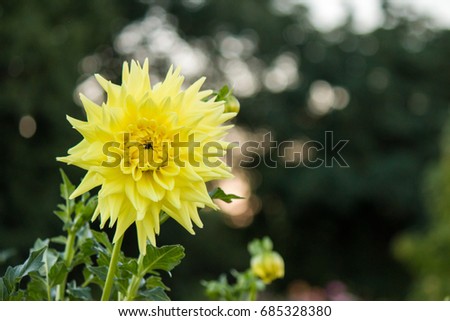 dahlias flower  on blurred background