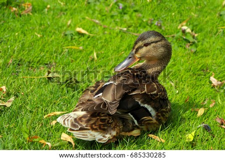 Small duck - bird, London park