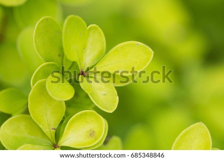 Green barberry leaves close up picture - selective focus. 