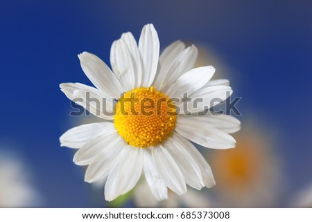 Chamomile against the sky. Summer daisy. A beautiful scene of nature with blooming medical chamois. Alternative medicine. Camomile Spring floral sky landscape
