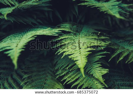 Texture of plants in summer