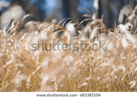 Golden fluffy grass with sunlight - blurred background