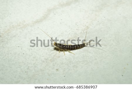 macro of a Silverfish on a white flagstone