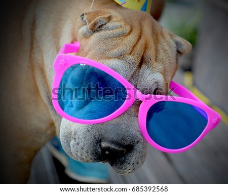 dog portrait with pink sunglasses