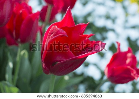Istanbul tulip time. First spring opens first flowers