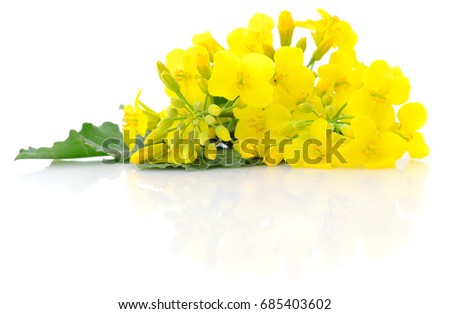 Mustard Flower blossom, Canola or Oilseed Rapeseed, close up , isolated on white background. Royalty-Free Stock Photo #685403602