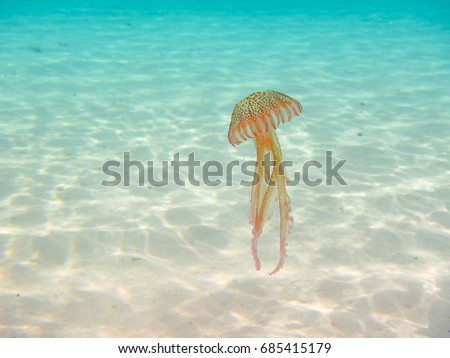 Little brown jellyfish, Pelagia Noctiluca, swimming near the beach in clear and blue waters