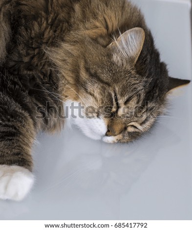 Adorable siberian cat sleeping on the table, furry hypoallergenic breed