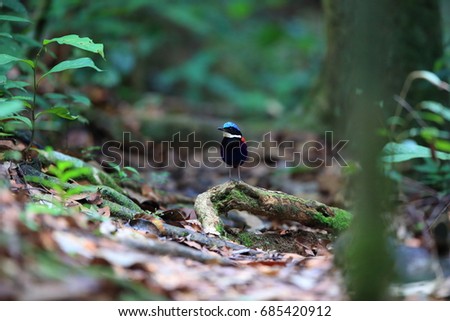 Blue-headed pitta (Hydrornis baudii) male in Danum Valley, Sabah, Borneo, Malaysia Royalty-Free Stock Photo #685420912