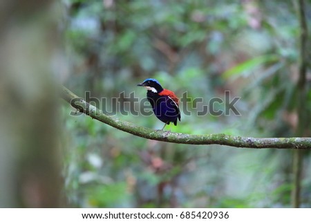 Blue-headed pitta (Hydrornis baudii) male in Danum Valley, Sabah, Borneo, Malaysia Royalty-Free Stock Photo #685420936