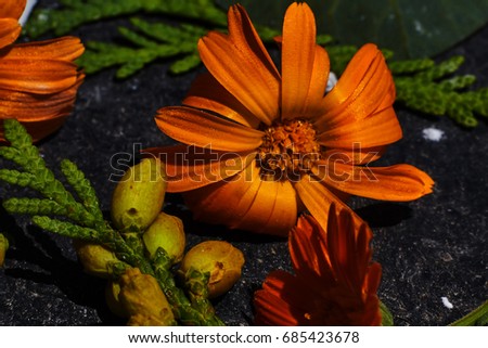 Homeopathy / botanical / herbal background - a close up calendula and dry flowers on graphite (grunge) black background table
