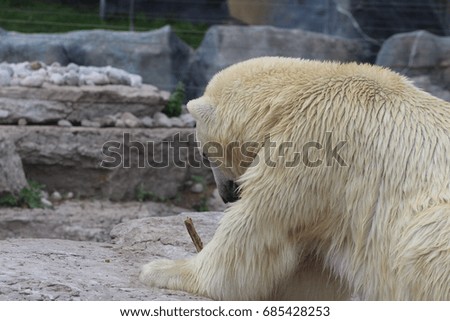 Polar bears feeding 