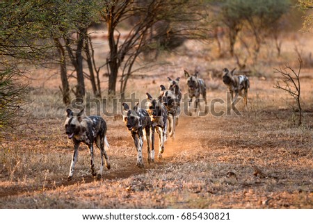Wild dogs hunting.  Aka African painted dogs, painted wolves, African hunting dogs. Picture taken as the dogs hunt in a pack.  A game reserve situated in the North West Province of South Africa. Royalty-Free Stock Photo #685430821