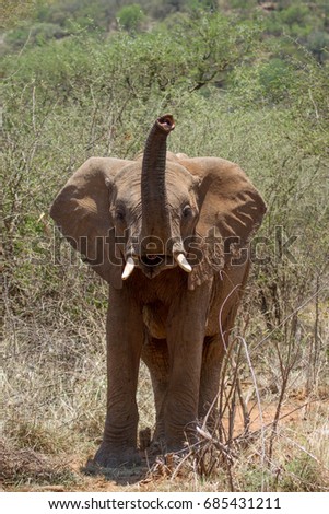 Juvenal African Elephant mock charging. Picture taken in the a game reserve situated in the North West Province of South Africa.