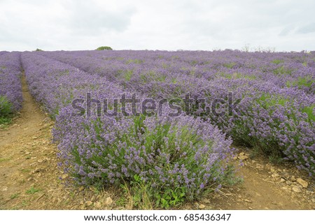 Lavender field in the summertime