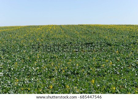 a sloping rural paddock with a flowering canola crop in it on a clear sunny day