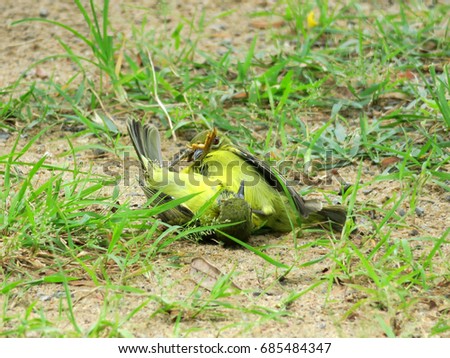 2 female Sunbirds fighting aggressiveness             