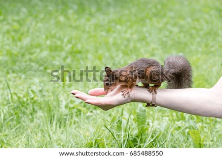 curious young squirrel sitting on a female hand against green grass background
