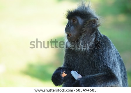 SIlvered-leaf monkey looking shocked