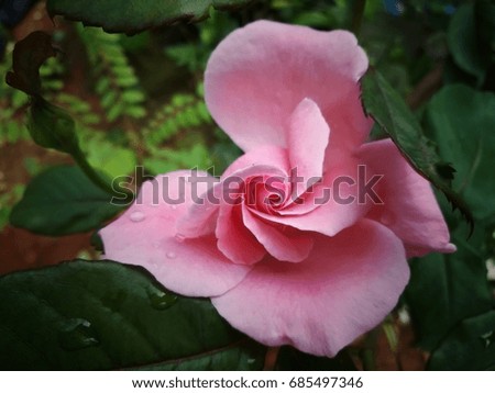 pink rose blooming in flowers garden,romantic vintage tone