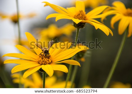 close up bee and little sunflower field with depth of field film style