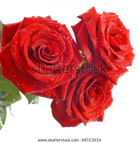 Three red beautiful roses isolated on the white background