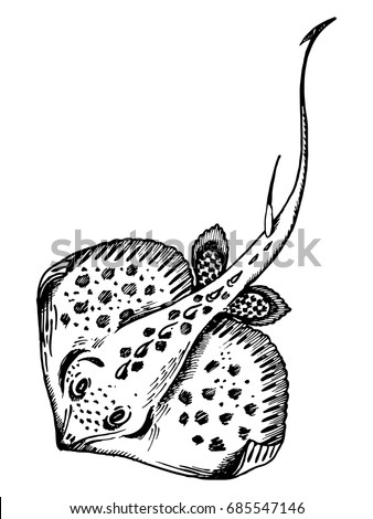 Stingray fish engraving vector illustration. Scratch board style imitation. Hand drawn image.