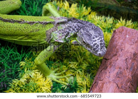 Green Iguana reptiles. Exotic home pet Lizard