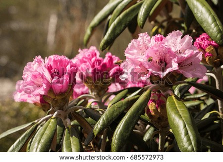 Rhododendron aganniphum flowers in full bloom in spring with beautiful decorative bright pink flowers