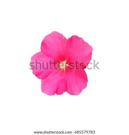 Nature Hibiscus flower isolated on white background