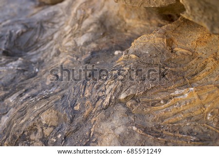A fossil rock detail on a hillside