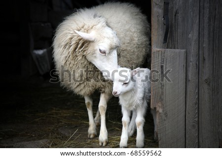 Sheep with a lamb standing in the doorway of the barn. Maternal instinct Royalty-Free Stock Photo #68559562