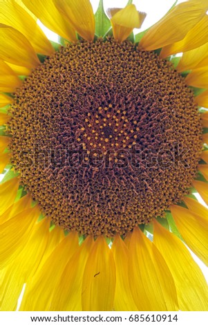 Closeup on sunflower disc florets inside, selective focus on the disk flowers pappus