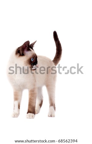 picture of a cute siamese cat standing on white, looking for something to it's side