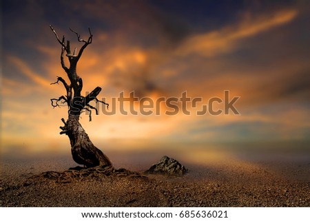 old tree on the beach