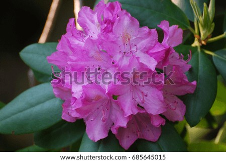 Flowering pink rhododendron bush with blossoms.