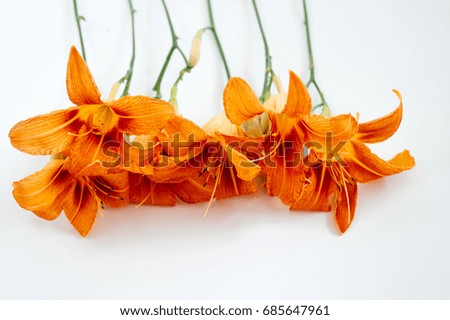 Branch of an orange lily on a white background lie