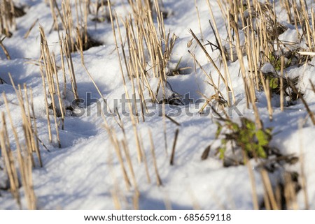   agricultural field photographed from the top down with sharp stems left after harvesting. Winter, snow on the ground