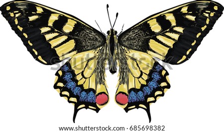 Realistic Vector butterfly - High detailed vector illustration
