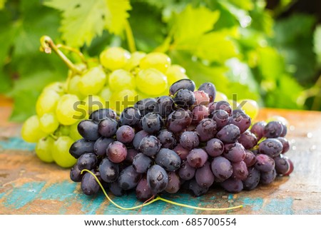 Healthy fruits Red and White wine grapes in the vineyard, dark grapes/ blue grapes/wine grapes,  bunch of grapes on the wooden table ready to eat, sunny day outside Royalty-Free Stock Photo #685700554