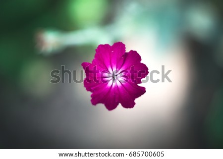 Violet flowers macro with blurred background on a sunny day
