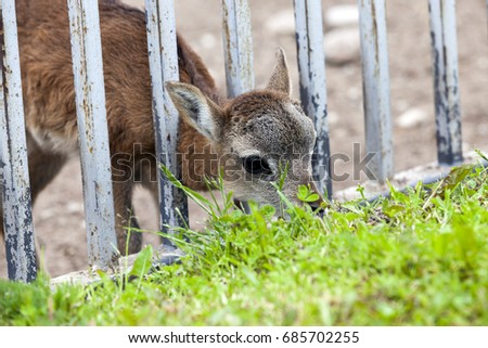   close-up picture of a small deer living in a zoo
